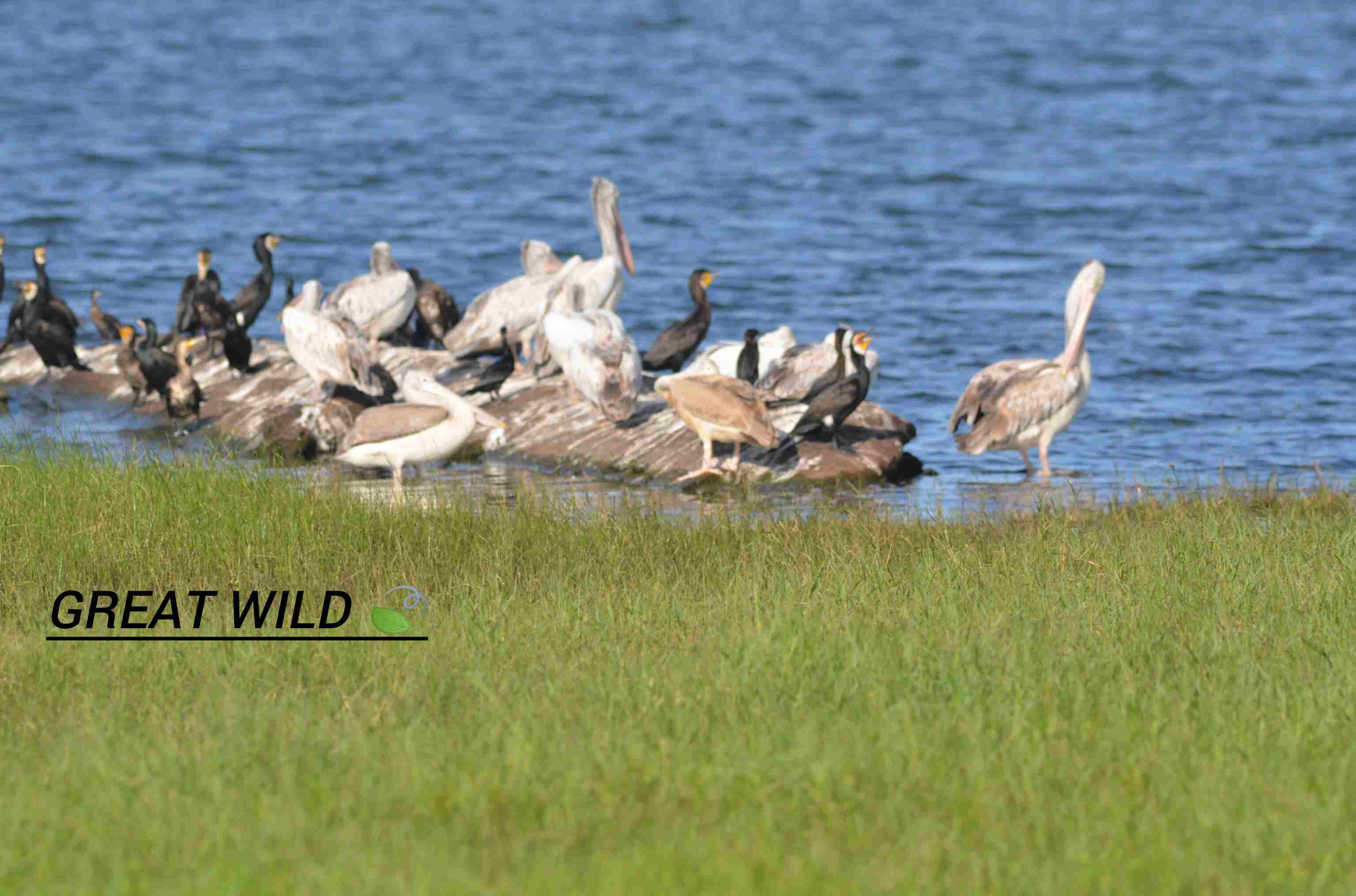 Elephant in the wild